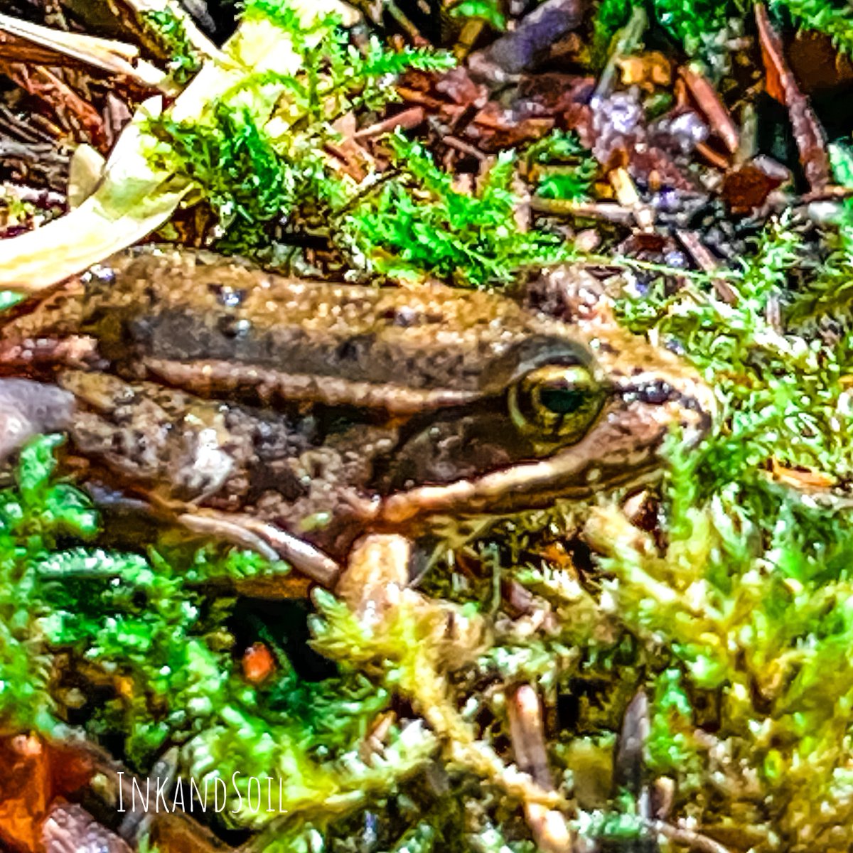 InkandSoil's tweet photo. Had a tip that there was a natural body of water full of frogs out at Lewis and Clark National Historical Park, Astoria Oregon - so hiked out to take a look.  Loads of small frogs! Maybe Pacific Chorus Frogs? Not sure! 

#OregonCoast #PacificNorthwest #NatureDaily #LewisandClarkNationalPark #frogs #PacificChorusFrog