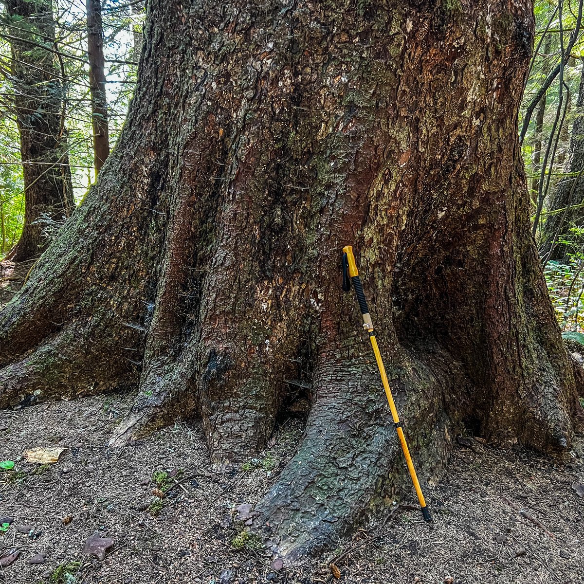 InkandSoil's tweet photo. Had a tip that there was a natural body of water full of frogs out at Lewis and Clark National Historical Park, Astoria Oregon - so hiked out to take a look.  Loads of small frogs! Maybe Pacific Chorus Frogs? Not sure! 

#OregonCoast #PacificNorthwest #NatureDaily #LewisandClarkNationalPark #frogs #PacificChorusFrog