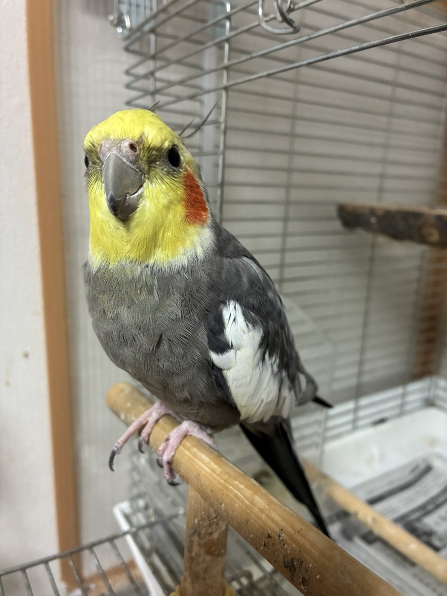 よっしー/インコでも稼げるポイ活・スマホ物販 tweet media