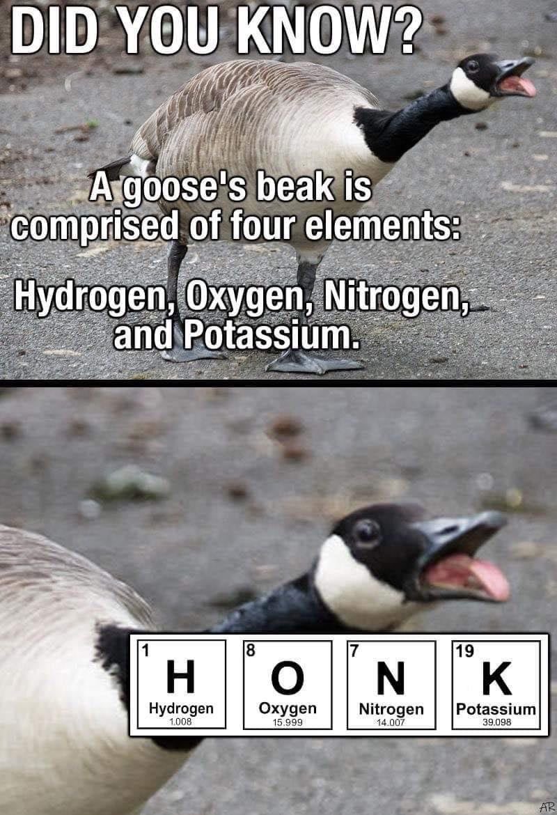 Goose tweet media