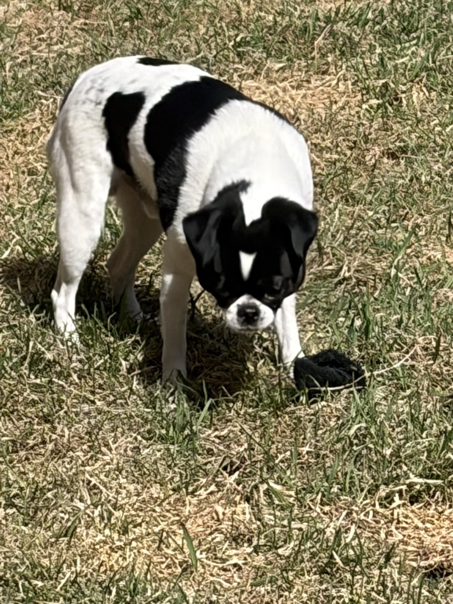 Hellbeastly's tweet image. Today is so lovely we hung out in the backyard for a bit. #dogsoftwitter