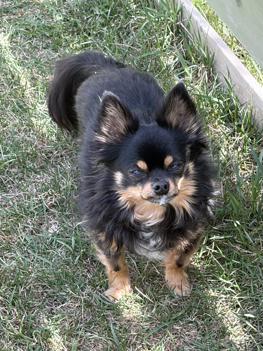 Hellbeastly's tweet image. Today is so lovely we hung out in the backyard for a bit. #dogsoftwitter