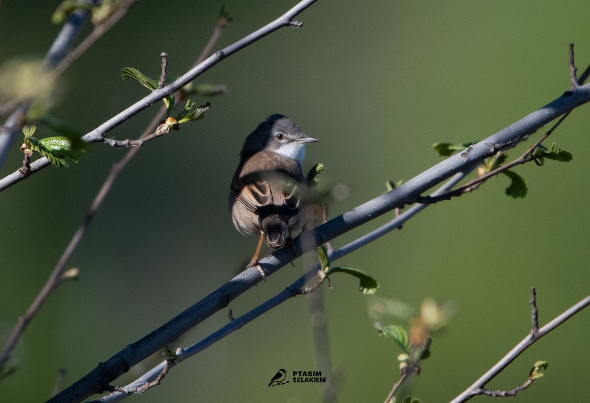 Artur90129956's tweet image. 87/2026 - maj 2026

cierniówka (Curruca communis)

z ang. The common whitethroat

#birdsseenin2026 #birdwatching #Poland 🇵🇱 #NaturePhotography #birdphotography

Obserwacja - Jaktorów