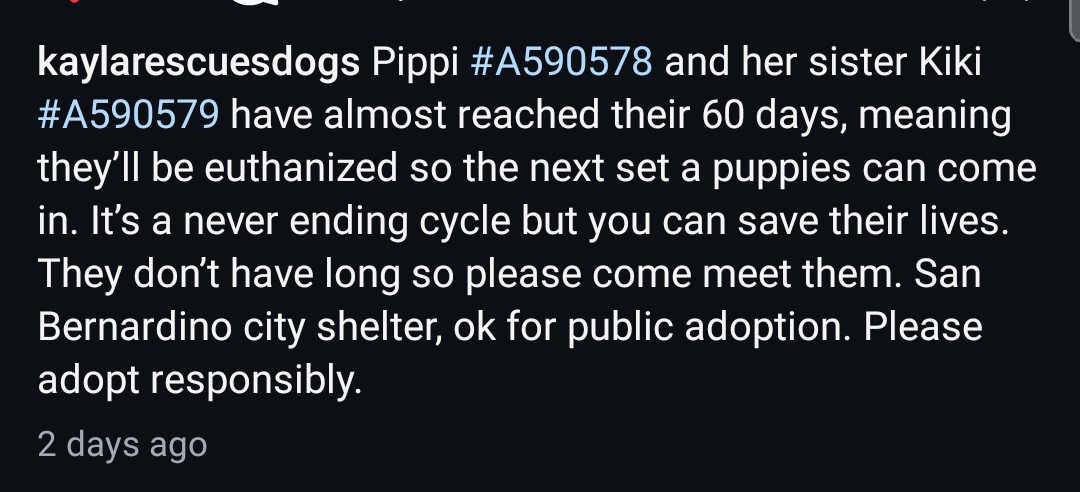 Foster a shelterpet at ZERO COST🐾 tweet media