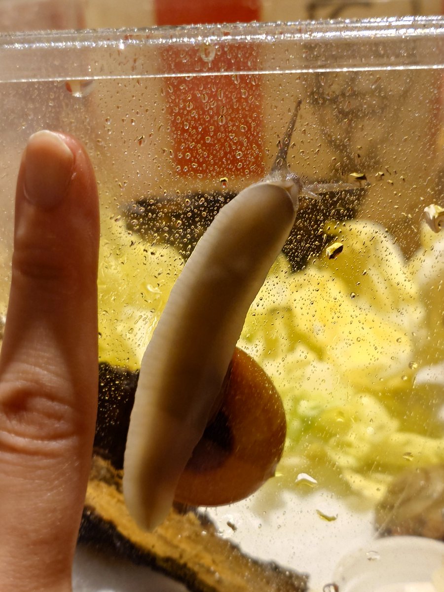 カワイ🐌 tweet media