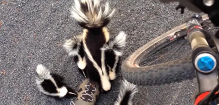 Skunk tweet media