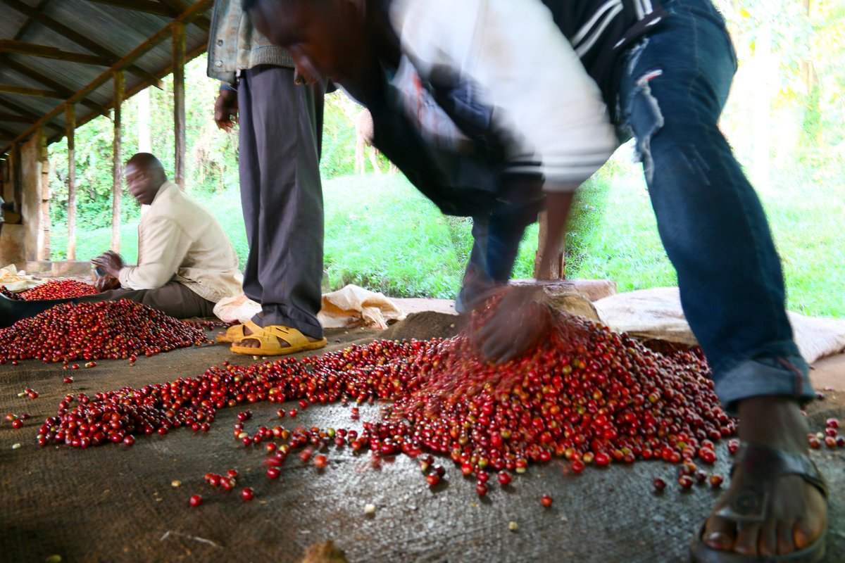 kilimanjaro_sc's tweet image. KENYA MCHANA NATURAL IS BACK! - We are delighted, but the journey hasn't been easy. 🍒🍇🍫🍷

👉 instagram.com/p/DXrSGhfFNnv/

#Coffee #Kenya