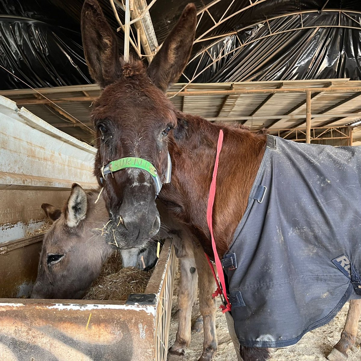 Safe Haven for Donkeys tweet media