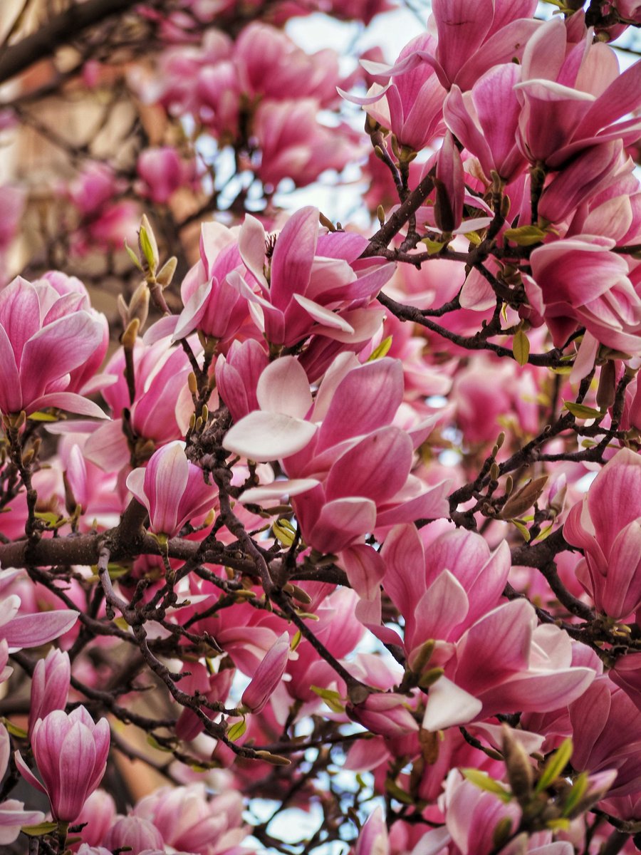 NatureVista_4K's tweet image. Paris doesn't try to impress you — it just does, every single time 🗼🌸
📍 Paris, France 🇫🇷
#Paris #VisitParis #CityOfLight