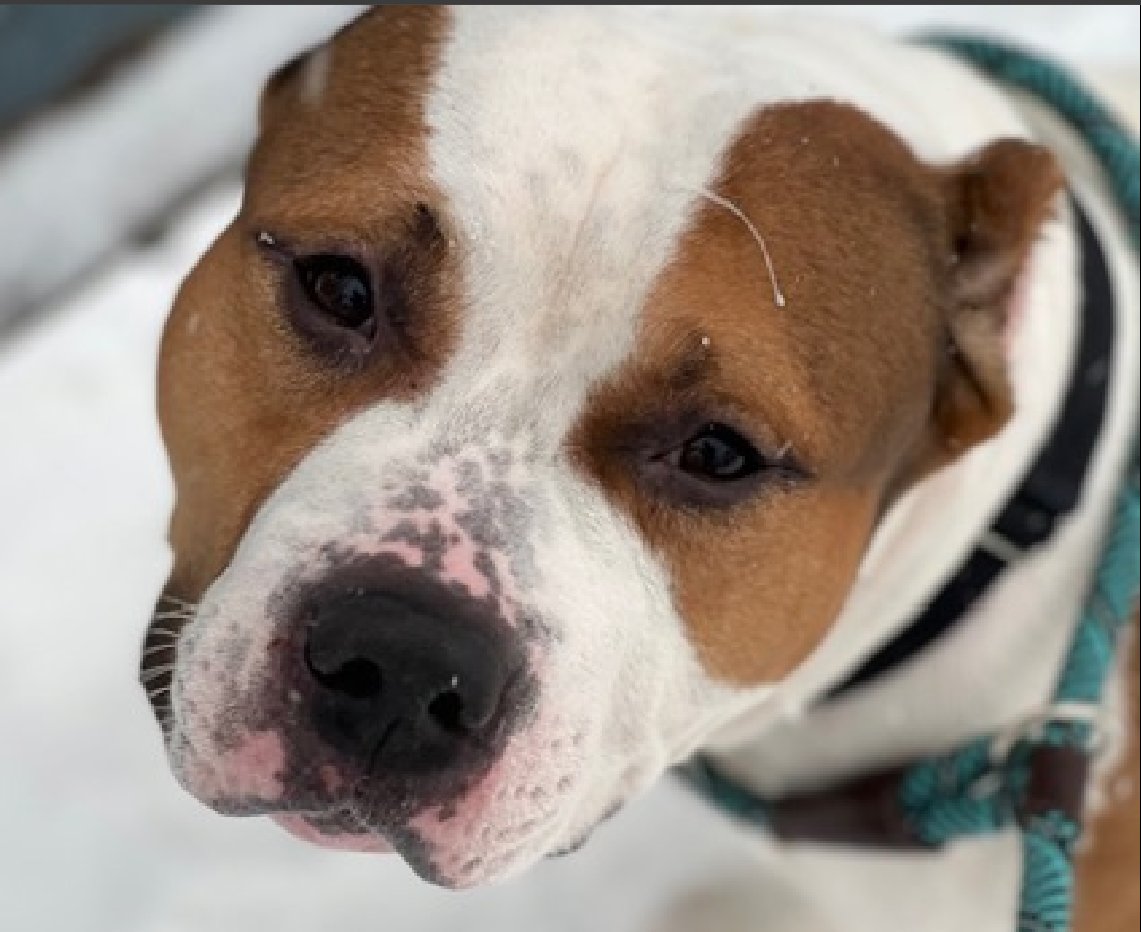 NMBewitched's tweet image. So I was off for a bit
When I came back I checked 4 dogs. 
Do you know who they are? 

El Jefe nycacc.app/#/browse/243364 
Bowie nycacc.app/#/browse/245382 
Freybug nycacc.app/#/browse/243448 
Teriyaki nycacc.app/#/browse/250351 

Much to my despair they are all still waiting for homes
