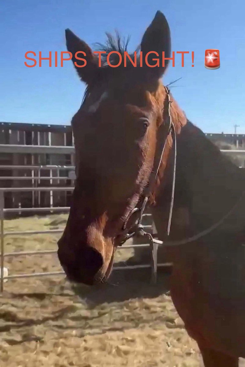 Standardbred Retirement Foundation tweet media