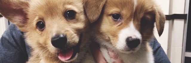 CLOVER PUP!? tweet media