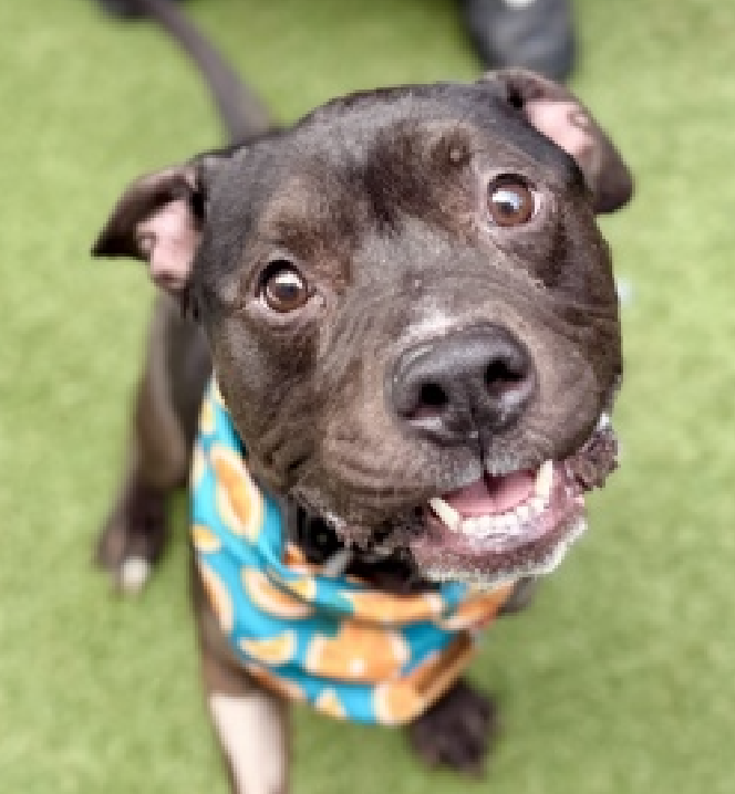 NMBewitched's tweet image. So I was off for a bit
When I came back I checked 4 dogs. 
Do you know who they are? 

El Jefe nycacc.app/#/browse/243364 
Bowie nycacc.app/#/browse/245382 
Freybug nycacc.app/#/browse/243448 
Teriyaki nycacc.app/#/browse/250351 

Much to my despair they are all still waiting for homes