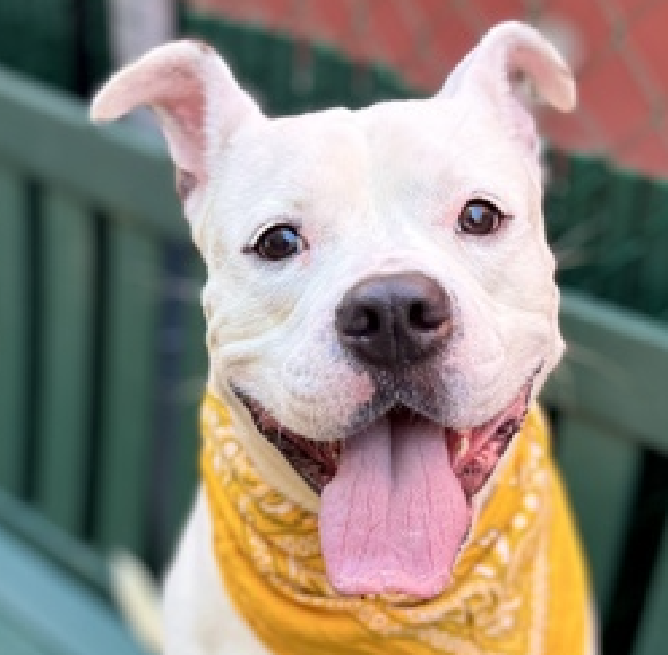 NMBewitched's tweet image. So I was off for a bit
When I came back I checked 4 dogs. 
Do you know who they are? 

El Jefe nycacc.app/#/browse/243364 
Bowie nycacc.app/#/browse/245382 
Freybug nycacc.app/#/browse/243448 
Teriyaki nycacc.app/#/browse/250351 

Much to my despair they are all still waiting for homes