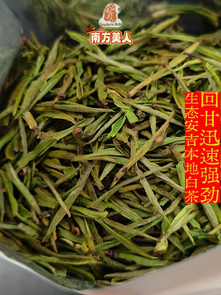 nfmrcha's tweet image. Smelling the lid reveals none of the typical grassy notes. It is fresh, sweet, with a strong and immediate lingering sweetness. A delicate aroma makes this a superior tea. 👍Authentic ecological Anji White Tea.😄 Spring Tasting Offer: 100g for 360 RMB."Anji White Tea at its #tea.