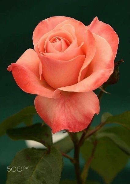 World of Flowers tweet media