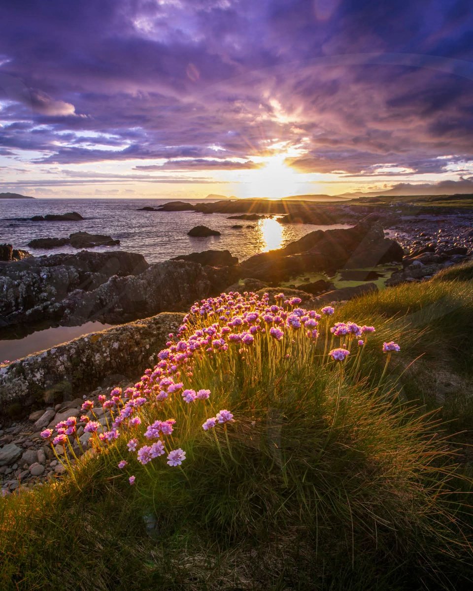 ThisIsIreland3's tweet image. Every sunset is an invitation to pause, breathe, and remember that even endings can glow with beauty 💚

📍Eyeries, Beara Peninsula, West Cork 🇮🇪

📸 João Pata Photography

#Cork #Ireland #Eyeries #Beara #Sunset #Westcork