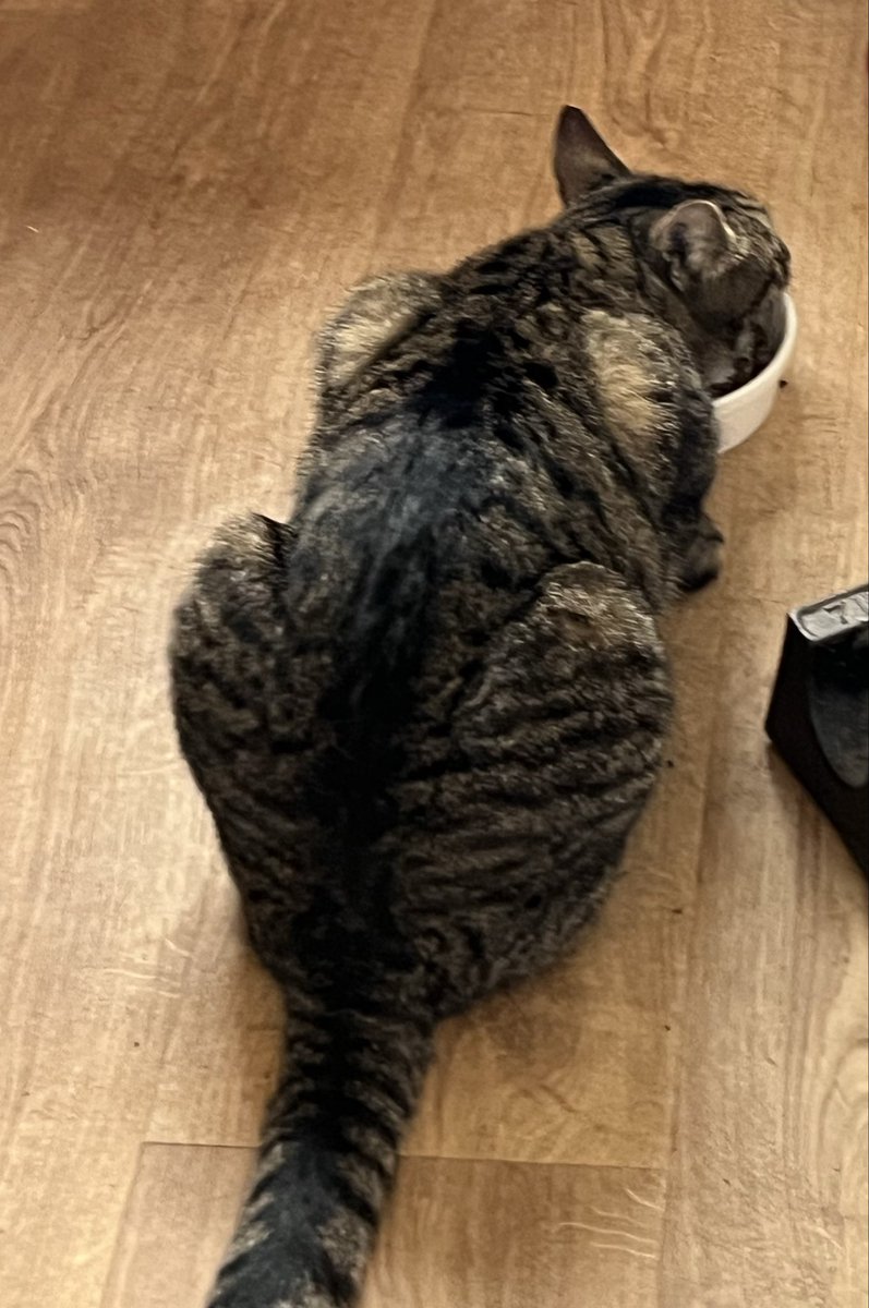 podweed's tweet photo. When there are so many different feeding stations and you sometimes struggle to keep up….😬😺 https://t.co/AcIS5tURQr