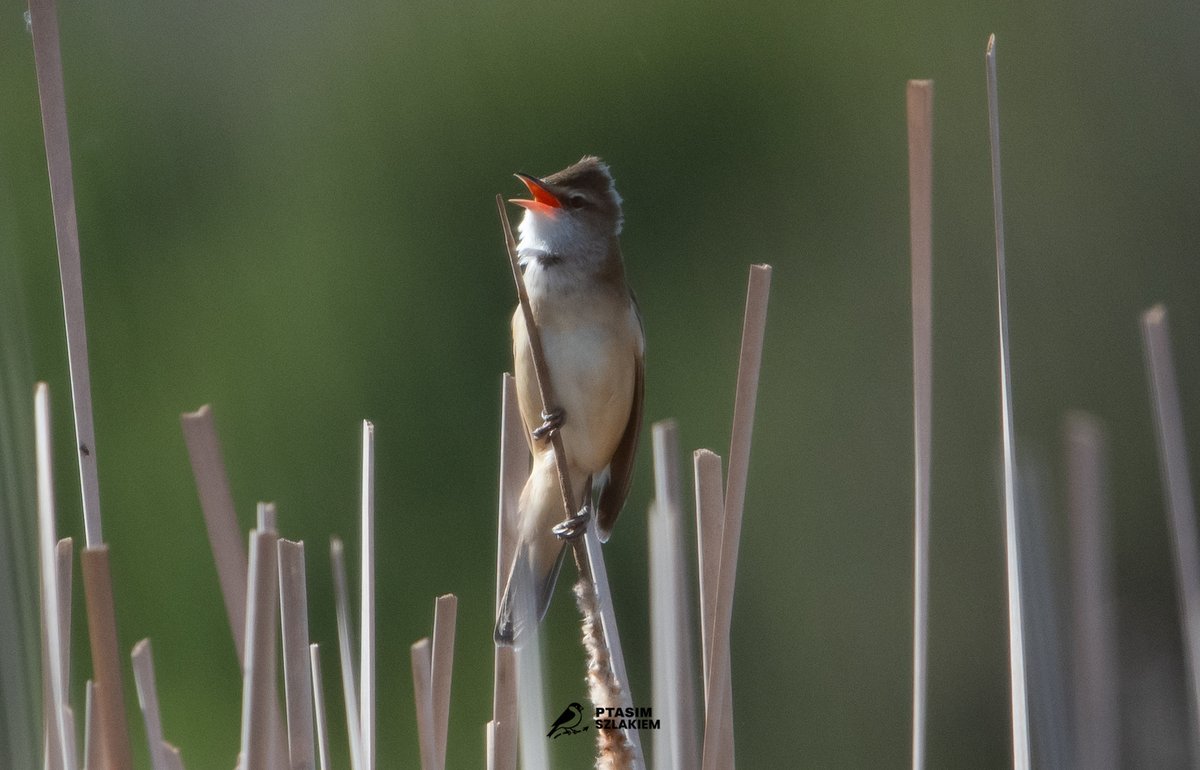 Artur90129956's tweet image. 90/2026 - maj 2026  

Trzciniak (Acrocephalus arundinaceus)  

z ang. The great reed warbler

#birdsseenin2026 #birdwatching #Poland 🇵🇱 #NaturePhotography #birdphotography 

Obserwacja - Jaktorów