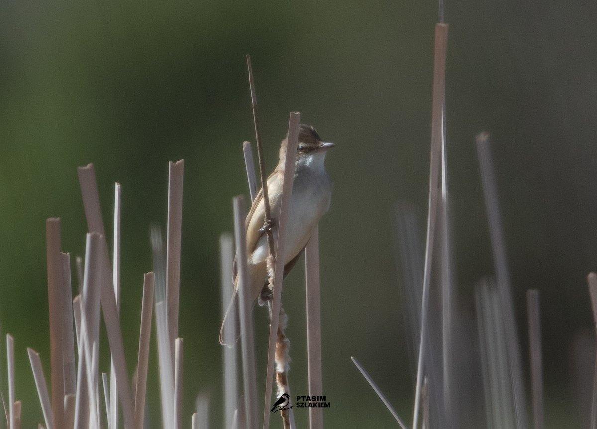 Artur90129956's tweet image. 90/2026 - maj 2026  

Trzciniak (Acrocephalus arundinaceus)  

z ang. The great reed warbler

#birdsseenin2026 #birdwatching #Poland 🇵🇱 #NaturePhotography #birdphotography 

Obserwacja - Jaktorów
