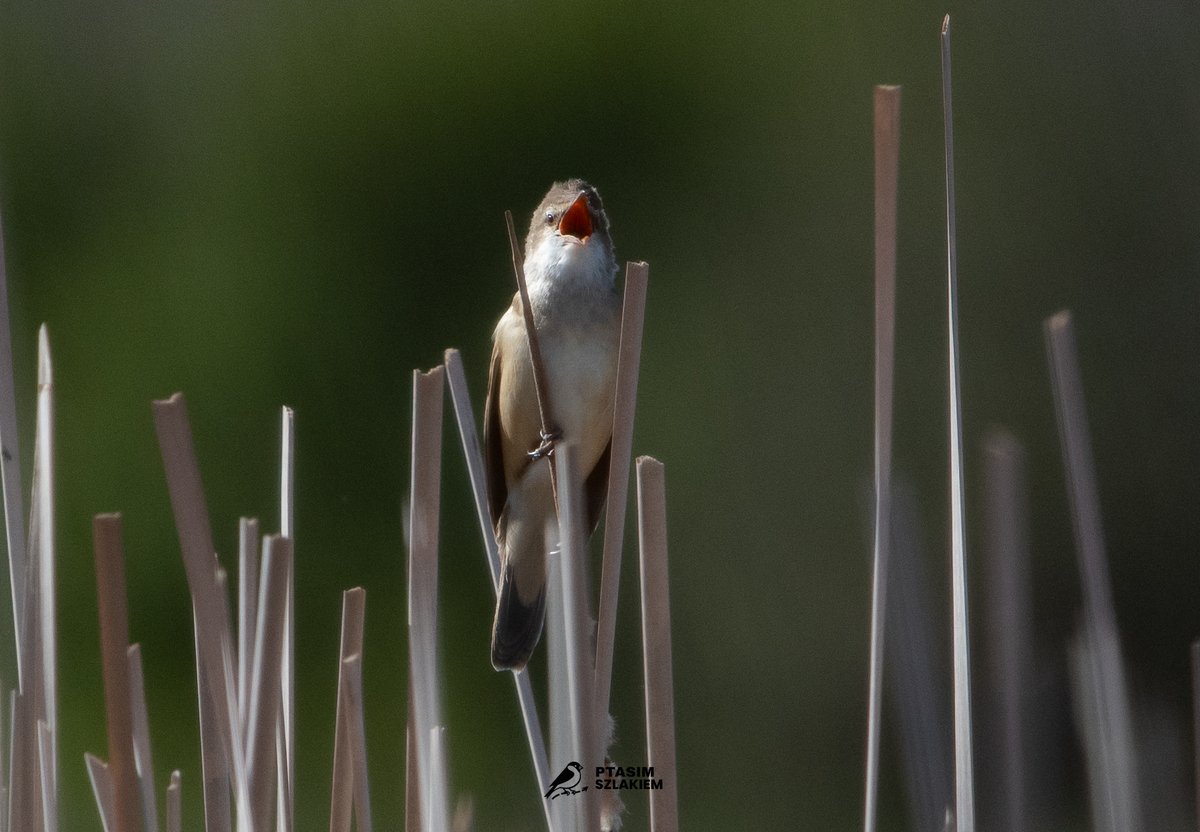 Artur90129956's tweet image. 90/2026 - maj 2026  

Trzciniak (Acrocephalus arundinaceus)  

z ang. The great reed warbler

#birdsseenin2026 #birdwatching #Poland 🇵🇱 #NaturePhotography #birdphotography 

Obserwacja - Jaktorów