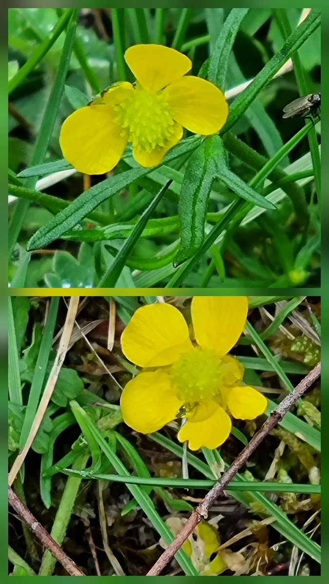 SheilaG17662835's tweet image. #wildflower_hour not much from up here in north #Cumbria for #ButtercupChallenge .Just one scabby one from our walk at lovely @cumbriawildlife trust Smardale, some of the so I have included some of the other flowers we saw.@Wildflower_hour @BSBIbotany