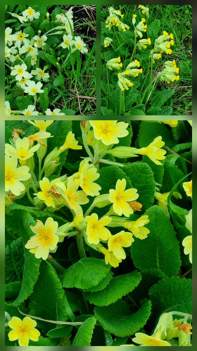 SheilaG17662835's tweet image. #wildflower_hour not much from up here in north #Cumbria for #ButtercupChallenge .Just one scabby one from our walk at lovely @cumbriawildlife trust Smardale, some of the so I have included some of the other flowers we saw.@Wildflower_hour @BSBIbotany