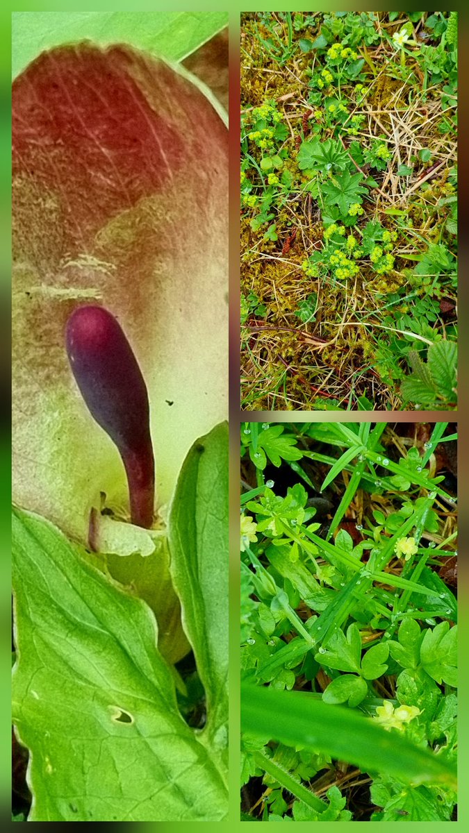 SheilaG17662835's tweet image. #wildflower_hour not much from up here in north #Cumbria for #ButtercupChallenge .Just one scabby one from our walk at lovely @cumbriawildlife trust Smardale, some of the so I have included some of the other flowers we saw.@Wildflower_hour @BSBIbotany
