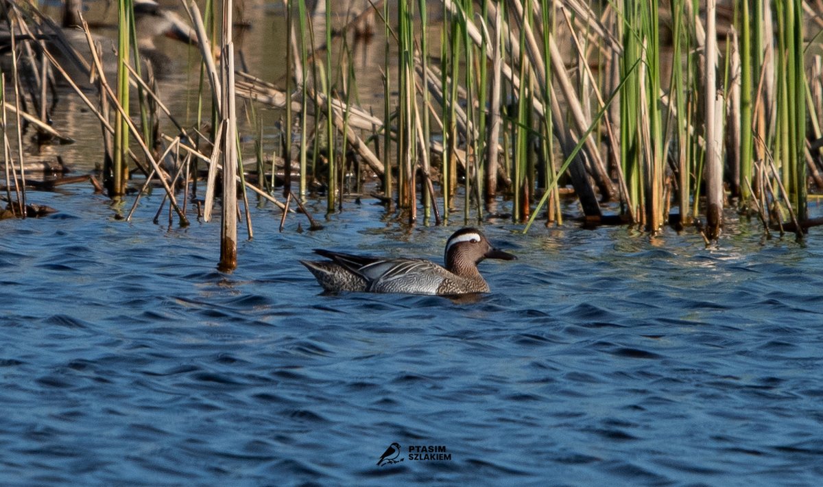 Artur90129956's tweet image. 91/2026 - maj 2026    

Cyranka (Spatula querquedula)    

z ang. The garganey

  #birdsseenin2026 #birdwatching #Poland 🇵🇱 #NaturePhotography #birdphotography   

Obserwacja - Jaktorów