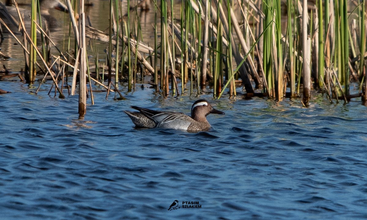 Artur90129956's tweet image. 91/2026 - maj 2026    

Cyranka (Spatula querquedula)    

z ang. The garganey

  #birdsseenin2026 #birdwatching #Poland 🇵🇱 #NaturePhotography #birdphotography   

Obserwacja - Jaktorów
