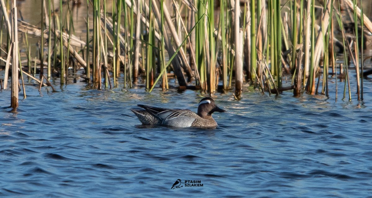 Artur90129956's tweet image. 91/2026 - maj 2026    

Cyranka (Spatula querquedula)    

z ang. The garganey

  #birdsseenin2026 #birdwatching #Poland 🇵🇱 #NaturePhotography #birdphotography   

Obserwacja - Jaktorów