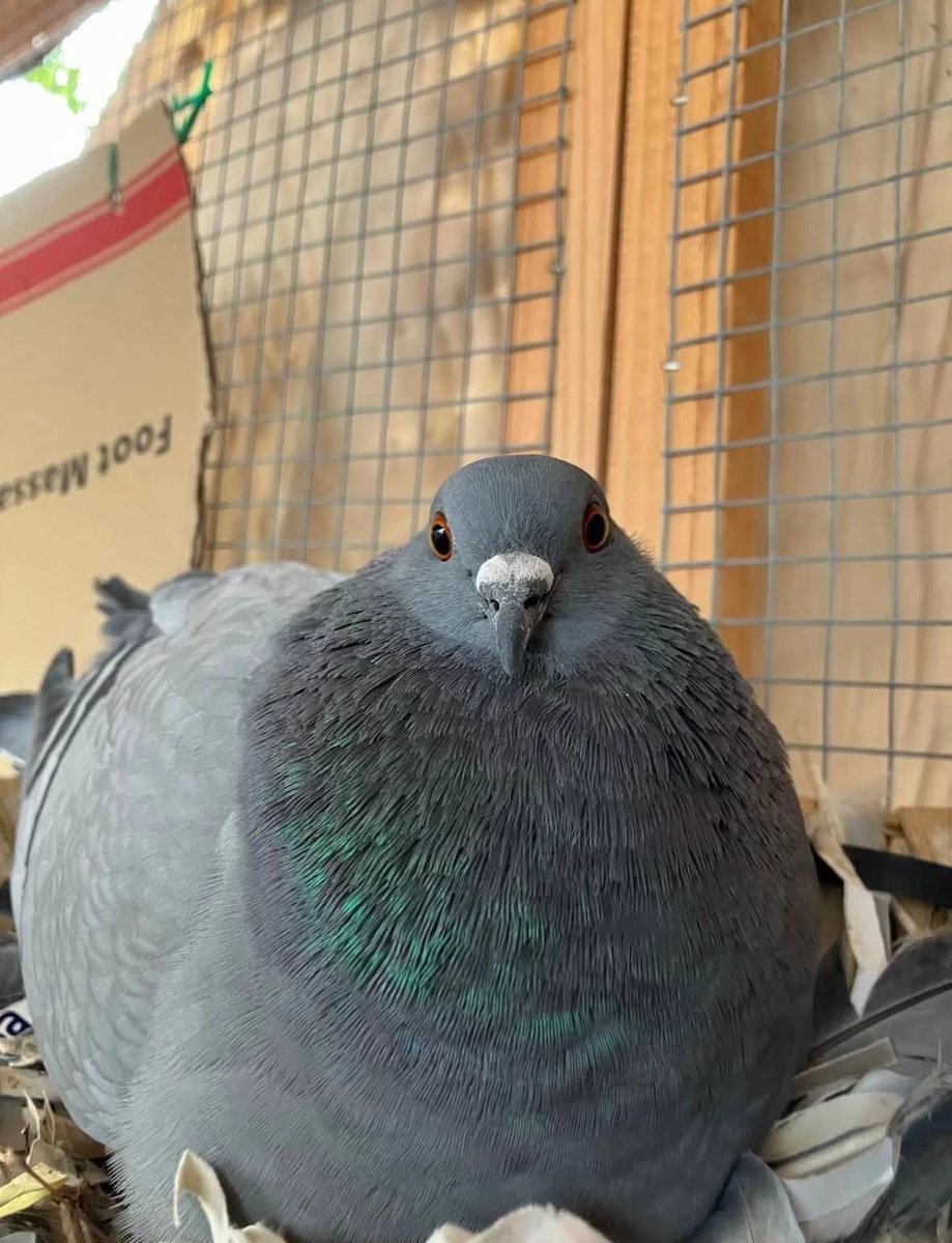 Friendly Pigeon tweet media