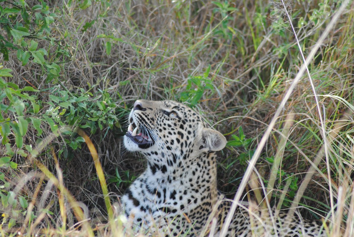 S2GTours's tweet photo. Happy Leopard Day! Spotted this elusive beauty in Queen Elizabeth National Park 🇺🇬 — a true safari highlight.

See it with Safari 2 Gorilla Tours
https://t.co/geKKjXJ6pK #Safari2GorillaTours #LeopardDay https://t.co/tuaNJP77EN