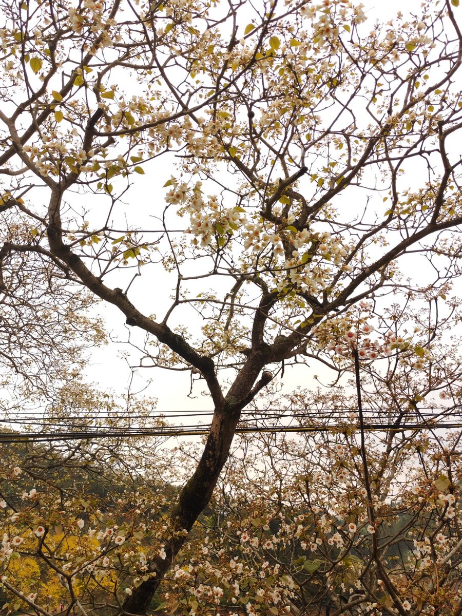 wilson choque tweet media