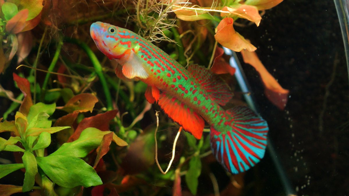 gecko / the eccentric explorer 𓆣 (@gecko28651371) / Posts / X