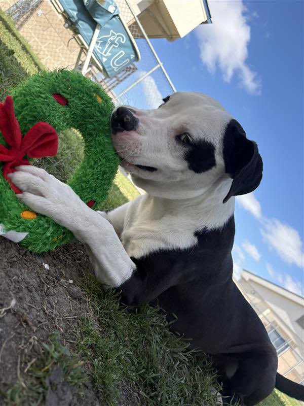 SamfromSpain's tweet image. FINN #A386622 is a 1yo peppy little prince!
Loves playing w/ toys &amp;amp; frolicking in the yard!
He’s a perfect pet 4 a caring family!
Plz don’t let Corpus Christi AC put him down
His life is just starting
Plz PLEDGE
#RESCUE
#FOSTER
#ADOPT
A special boy!