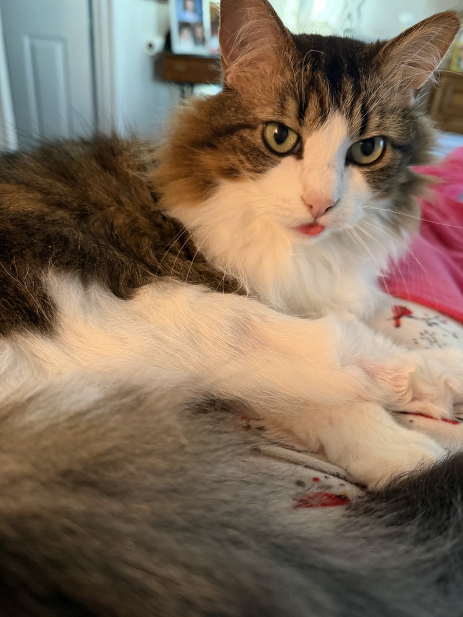 Diane2Jean's tweet image. Welp this is uncanny, just as your vid clip came up, my #caturday (clone of yours) was doing her own pawdicure💅🏻