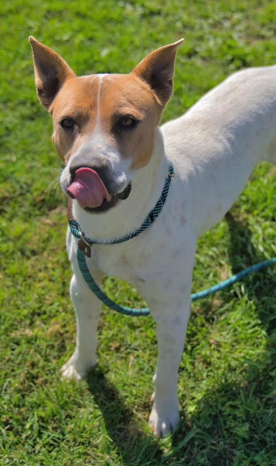 SamfromSpain's tweet image. CLETUS #A386411 is just the right size 2 be a most manageable pet 4 a loving family!
Cute, fun, gregarious &amp;amp; ready 4 a furever 🏠
Plz save him be4 Corpus Christi list him 2 be killed‼️
PLEDGE 4 #RESCUE
#FOSTER
#ADOPT
He’ll light up you life w/his happy nature!