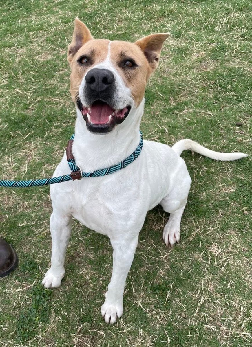 SamfromSpain's tweet image. CLETUS #A386411 is just the right size 2 be a most manageable pet 4 a loving family!
Cute, fun, gregarious &amp;amp; ready 4 a furever 🏠
Plz save him be4 Corpus Christi list him 2 be killed‼️
PLEDGE 4 #RESCUE
#FOSTER
#ADOPT
He’ll light up you life w/his happy nature!