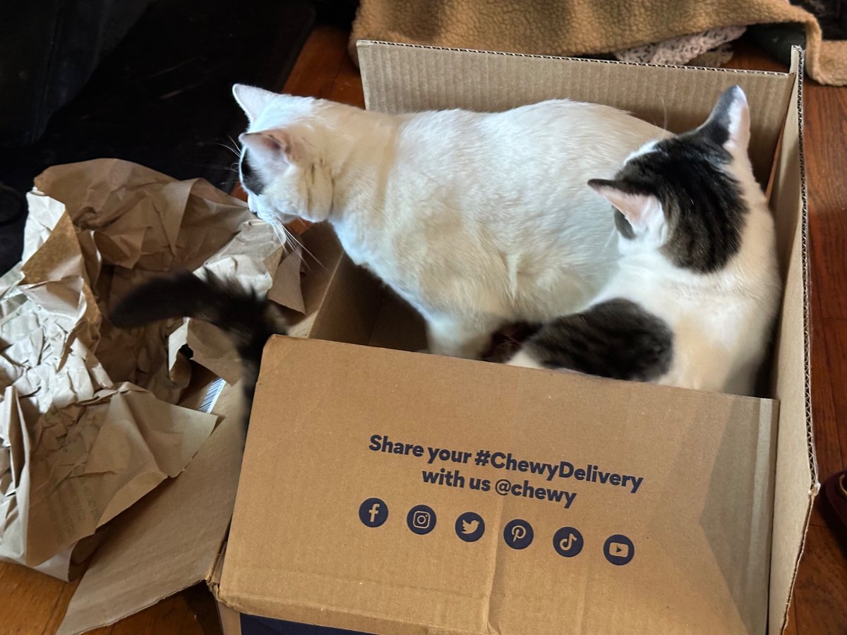 SchroderStark's tweet photo. Look what the nice delivery person just brought us.  It’s a Box 📦 a @Chewy Box 📦 😻😻

#CatsOfTwitter #CatsOfX #ChewyDelivery https://t.co/ltPzAP2Be6