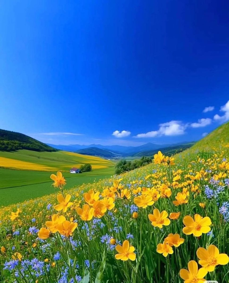 Wallpapers50 tweet media