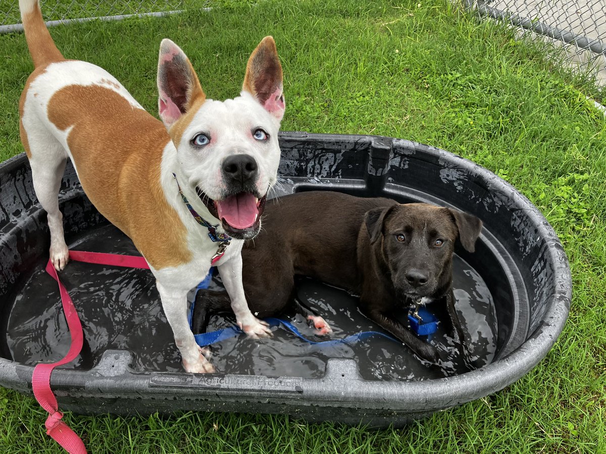 SamfromSpain's tweet image. Wow, ULTA #A386611!
What a power house!
She’s so full of fun &amp;amp; friendly 2 all species!
Must save this 💎 from ☠️ @ Corpus Christi AC‼️
PLEDGE
#RESCUE
#FOSTER
#ADOPT
A special 2yo begging 4 furever love!