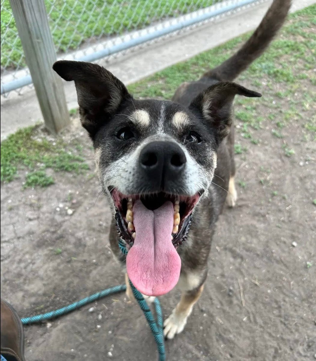 SamfromSpain's tweet image. How can anyone be so cruel as 2 dump a 12yo🐕⁉️
That’s what happened 2 PENNY #A241982
Poor girl abandoned in her twilight yrs 2 loneliness &amp;amp; possible ☠️ @ Corpus Christi AC!
Must get her free &amp;amp; into loving arms 2 live the rest of her days in ☮️ 
PLEDGE
#RESCUE
#ADOPT
She matters!