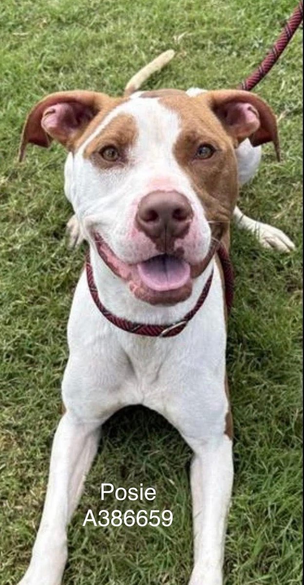SamfromSpain's tweet image. Hi, I’m POSIE #A386659!
Jailed here @ Corpus Christi AC, pray I’ll be saved &amp;amp; taken into loving arms
HW+ (need some meds)
Anxious @ this place, but enjoy👩🏻‍🤝‍👨🏽!
Plz PLEDGE
#RESCUE
#FOSTER
Why Not #ADOPT me?
I’d be happy 2 be your furever pet!
Just want 2 ❤️&amp;amp; be loved!