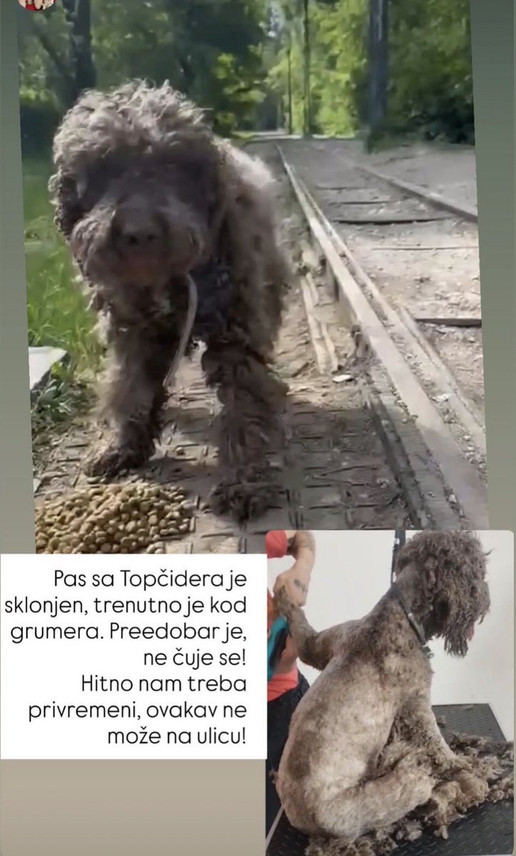 IzVesna tweet media