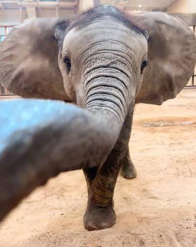 elephant tweet media