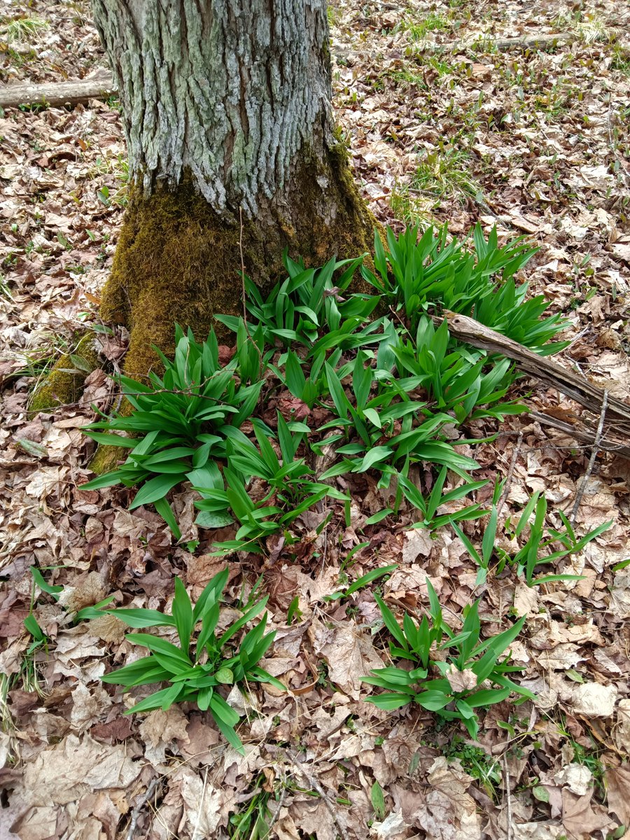 SuspendedMinnow's tweet photo. Picking up some groceries. 

#wildleeks
#rampseason #foraging
#wildfood #springharvest #foragedfood #wildgarlic #springforaging #alliumtricoccum
#yooper https://t.co/GuI1WYzd9y