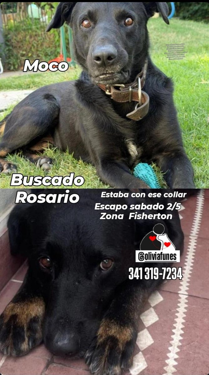 RosarioLaCiudad tweet media