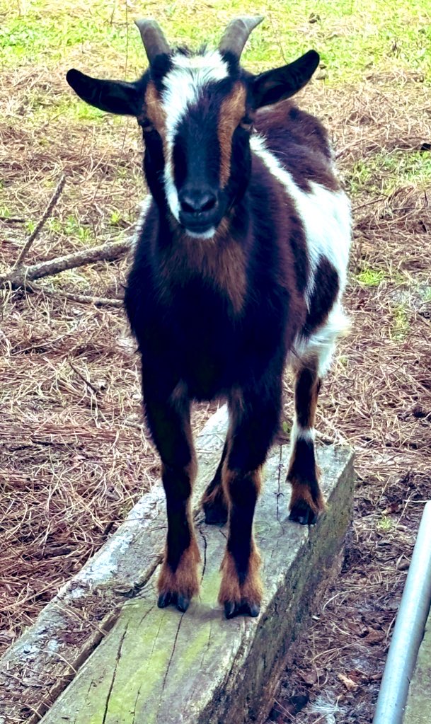 VanGoatFarm tweet media