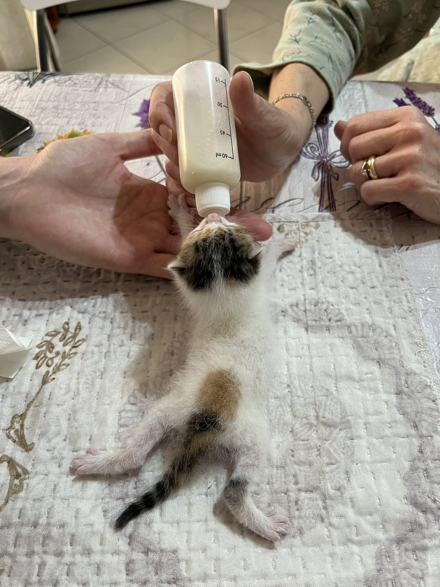 tangledforests's tweet photo. comunque così a caso abbiamo una micetta che purtroppo ha perso la mamma e che starà con noi per sempre 🤍 https://t.co/EdVUgA0ld5